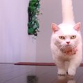 マンチカン猫ちゃんがパトロール！　家中をくまなく探索する様子に密…