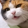 『おばあちゃん猫』の名前を呼ぶと…元気に反応する様子が可愛すぎると…