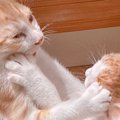 取っ組み合いをしていた『2匹の子猫』→しばらくして様子を見てみると……