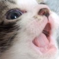 子猫の『乳歯』を撮影しようとした結果…あまりにも可愛すぎる瞬間に癒…