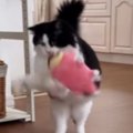 得意げな様子で『ぬいぐるみを運んできた猫』→途中で落としてしまった結果…