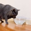 手をつかって水を飲んでいた猫…天才的すぎる『気付き』に335万表示の…