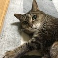 猫が真顔になる瞬間！7つのシチュエーション