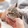 保護猫とふれあい、猫について深く知ることのできる「新スペース」がオー…