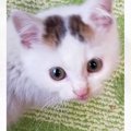八の字眉毛が可愛い『きゅるるんお目目な赤ちゃん猫』が今では……予想…