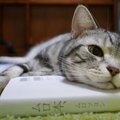 まさかの反撃に、猫ちゃんも思わず声が漏れる？