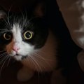 こんな行動はNGです！猫を不安にさせる飼い主の行動５つ