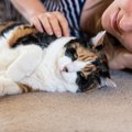 愛猫が亡くなる時、後悔しないために必ずやるべき4つのこと