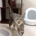 可愛い声でご飯をおねだり♪アピールを頑張る猫ちゃん達