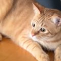 机の上にある『丸いパン』を見つめていたネコ→次の瞬間…まさかの光景…