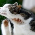 春の行楽シーズンに注意したい猫の外部寄生虫（ノミ・マダニ）！危険…