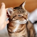 猫が飼い主を『ストーカー』するタイミング4つ　気になる理由と心境と…