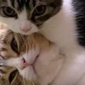 『仲良しな親子猫』のじゃれあいを見ていると…ほっこりするやり取りが35万…