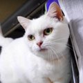 『まだ終わらないのかにゃ？』飼い主さんを待つ健気な猫ちゃん