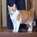 普段は礼儀正しい猫が『ご飯の時間』になると…可愛すぎるギャップに爆笑！…