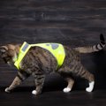 「小さな警察官」は、世界中にファンをもつ人気猫！実際に仲間猫を助けた…
