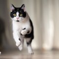 個性たっぷりの『白黒猫』の魅力3選！ちょびヒゲ、牛柄…模様の入り方…