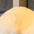 見守りカメラから愛猫に話しかけた結果…帰宅後の『まさかの光景』が尊…