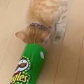 細長いポテトチップスの筒に入ろうと『猫が突っ込んだ』結果…可愛すぎ…