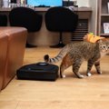 人気猫カフェでも導入！換毛期の悩みを解決してくれるロボット掃除機