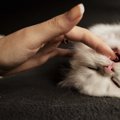 猫が飼い主の指を噛むのはなぜ？６つの理由