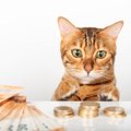 愛猫との暮らし、実際いくらかかる？5つのカテゴリー別に『猫にかかる…