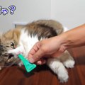 くさっ！猫ちゃんにフロントラインをつけてみた反応