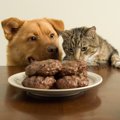 犬がネコ目に分類される理由、猫との関係とは