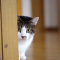 猫が『関わりたくない』と思う飼い主の特徴５つ