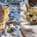 先天性の奇形を患う野良猫…永遠の家族と出会い幸せに！