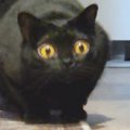 ターゲットをロックオンした黒猫→次の瞬間、目が信じられないほど大きく変…