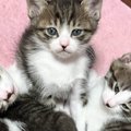 こんなにも小さかった3匹の子猫→少し時間が経つと…『劇的なビフォーア…
