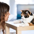 猫の『叱られたとき』にとる行動7つ！「反省」しているの？