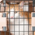 猫を『車に乗せて移動』するときの注意点3つ　起こりうる事態や安全を守る…