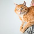 猫が「おんぶ」や「肩乗り」がスキなワケ3つ　うちの子もトレーニング…