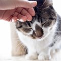 猫を呼び寄せる「最良の方法」は？　フランスの研究者が発表