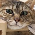 ベッドでくつろぐ猫の姿を見てみたら…思わず笑っちゃう『斬新すぎる寝方』…