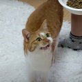 逸る気持ちが止まらない！猫ちゃんのごはんタイム♪