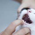 猫が『誤飲』してしまった時の絶対NG行為2つ　正しい対処法を解説