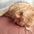 猫の具合が悪い時の７つの眠り方