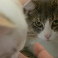 猫が嫉妬しがちな『ライバル』５選