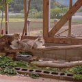 板の上で寝ている1匹の猫→後ろの子が近づいたかと思ったら…可愛すぎる『連…