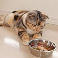 猫が急にご飯を食べなくなった…考えられる原因３つと対処法