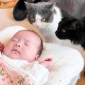 猫が『赤ちゃんとの別れ』で見せた反応…優しくやりとりをする様子が素…