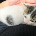 飼い主さんの膝の上で甘える赤ちゃん猫→おとなになった現在は…心温ま…