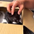 カラスに狙われていた『目がほとんど見えていない子猫』→保護して１年…