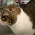 濡れてるの気づいてる？水道水に打たれる猫さん！