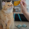 猫に「さつまいも」をあげても大丈夫？与える時の注意すべきポイント…