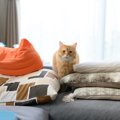 猫にとって『汚部屋』は危険！４つのワケ