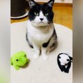 ハチワレ猫に『いいこいいこしてあげて』と伝えると→隣にあった『ぬいぐる…
